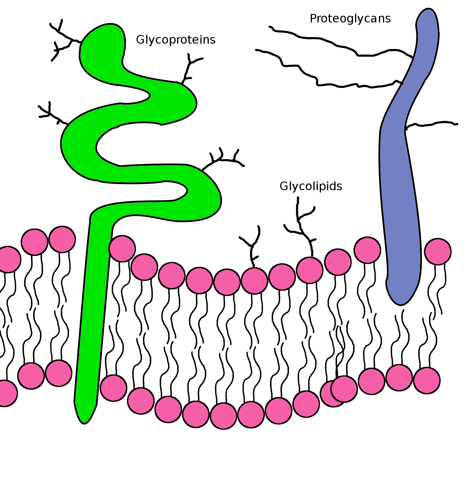membrane
